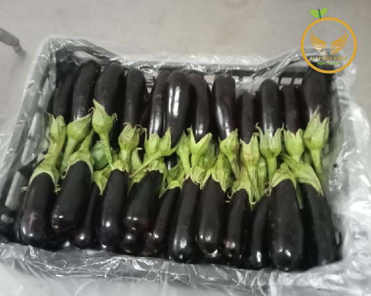 eggplant